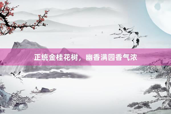 正统金桂花树，幽香满园香气浓